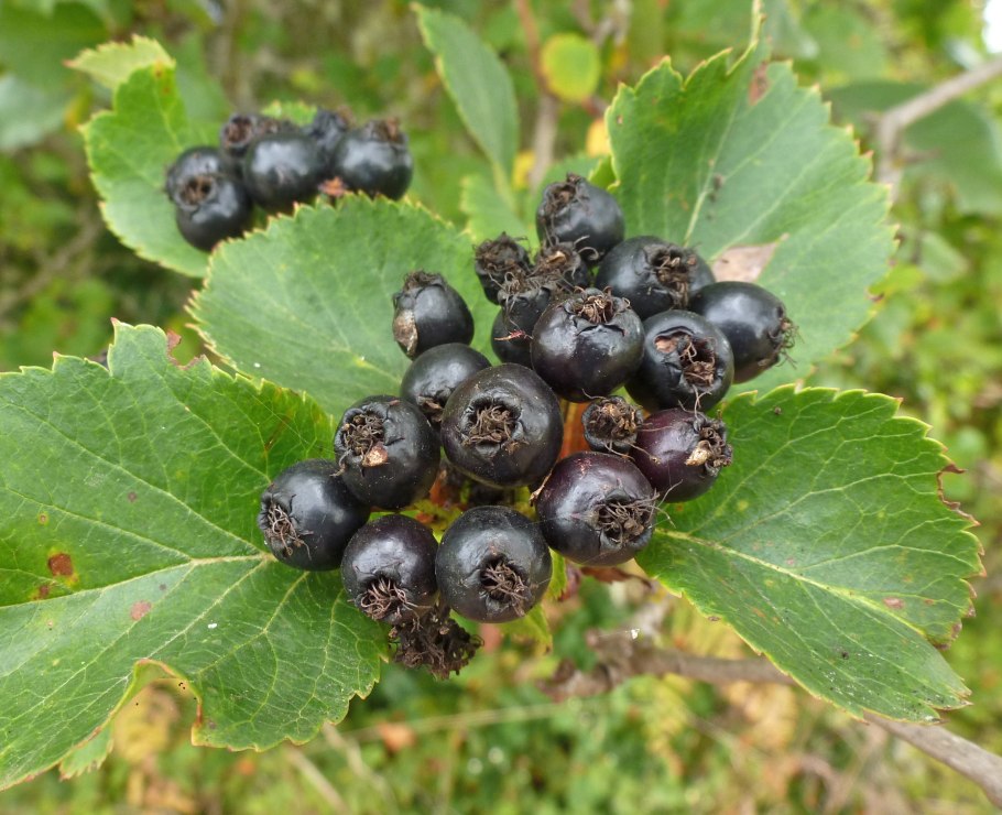 Боярышник черноплодный