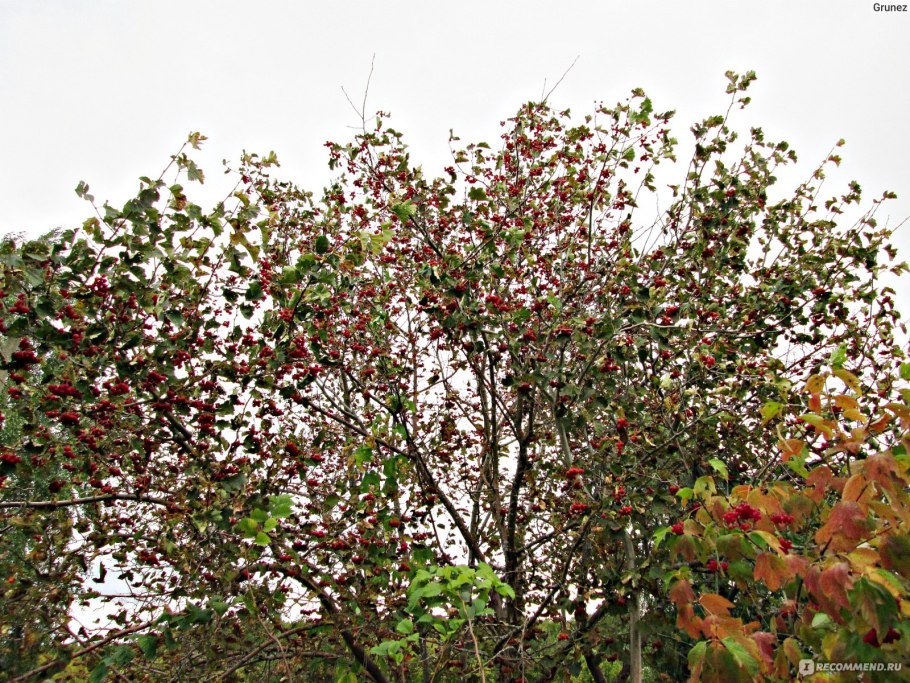 Crataegus nigra
