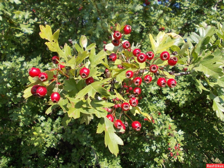 Боярышник Сибирский Crataegus sanguinea