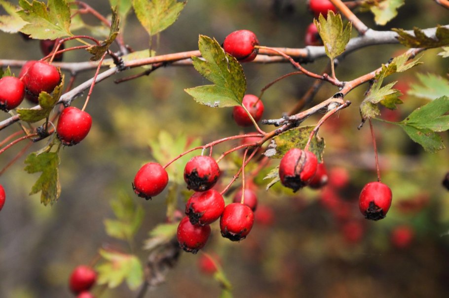 Боярышник Мейера Crataegus meyeri Pojark
