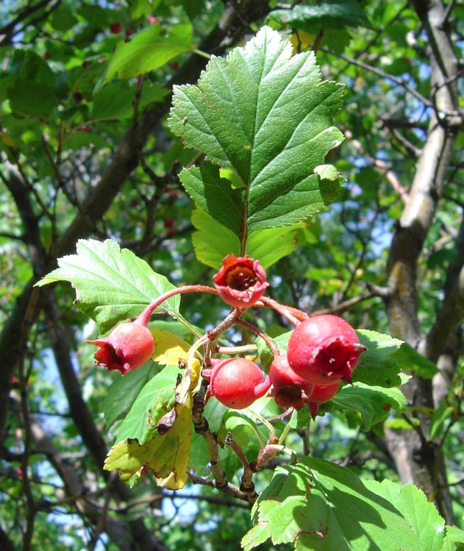 Боярышник обыкновенный crataegus laevigata