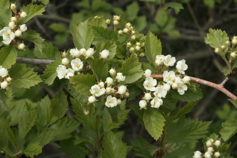 Боярышник дугласа crataegus douglasii
