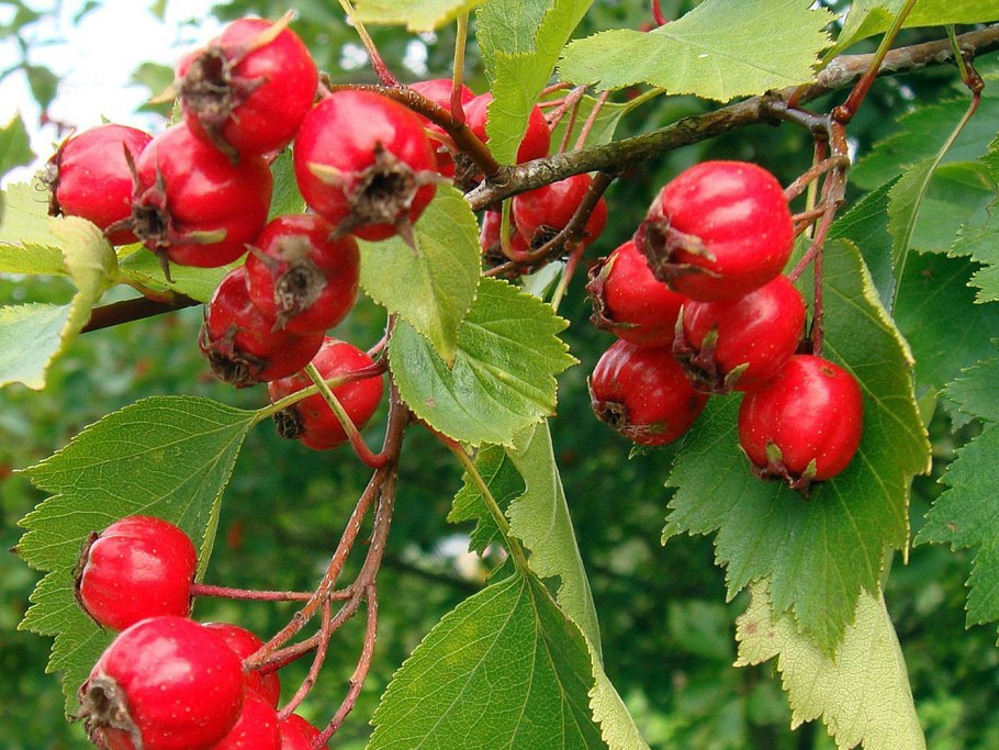 Crataegus douglasii