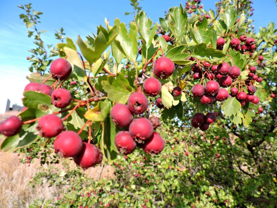 Боярышник Алмаатинский