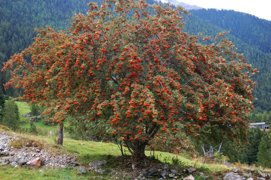 Рябина обыкновенная (sorbus aucuparia l.)