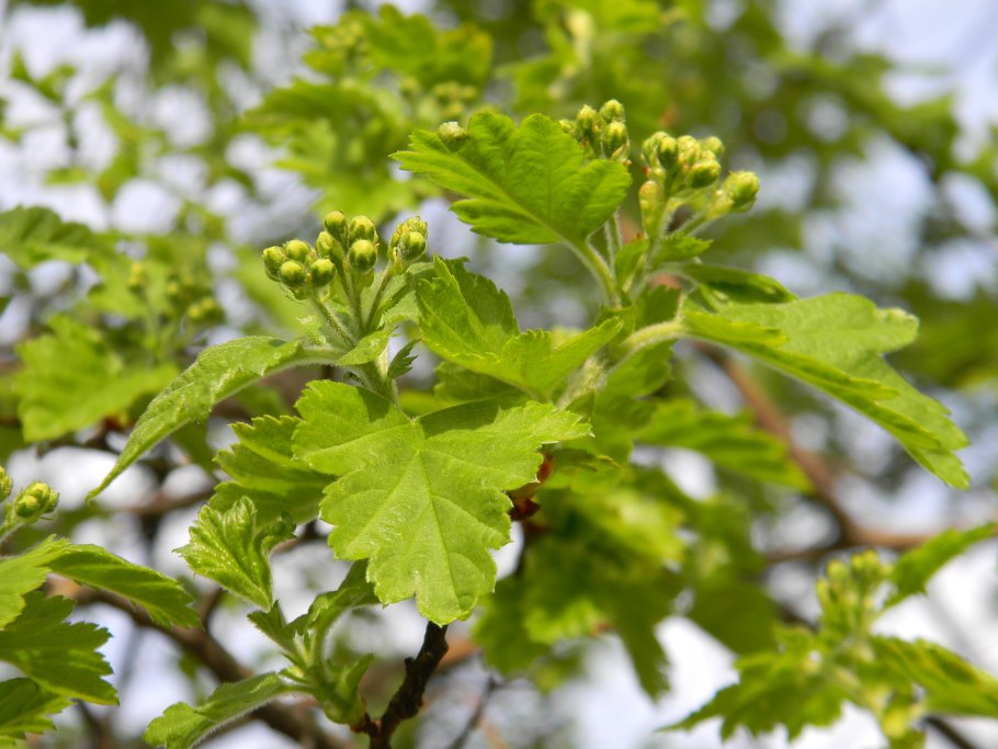 Боярышник пятипестичный (crataegus pentagyna)