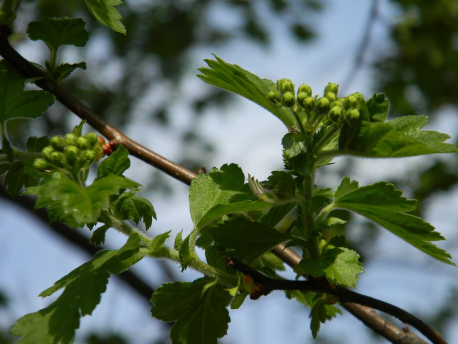 Боярышник Крымский