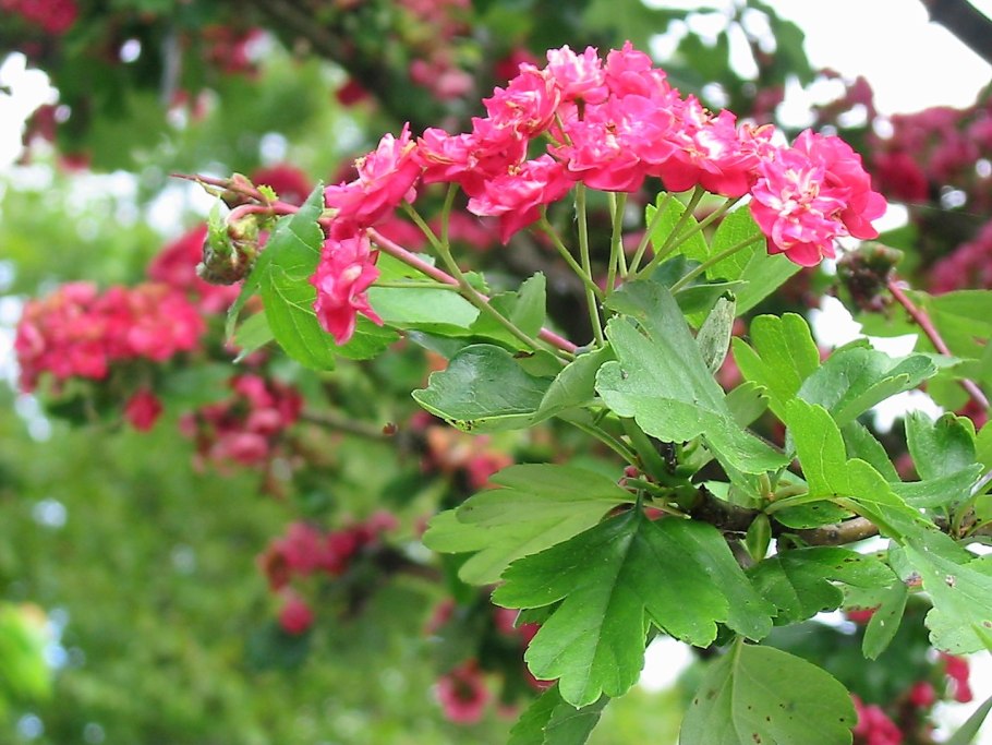 Боярышник дугласа crataegus