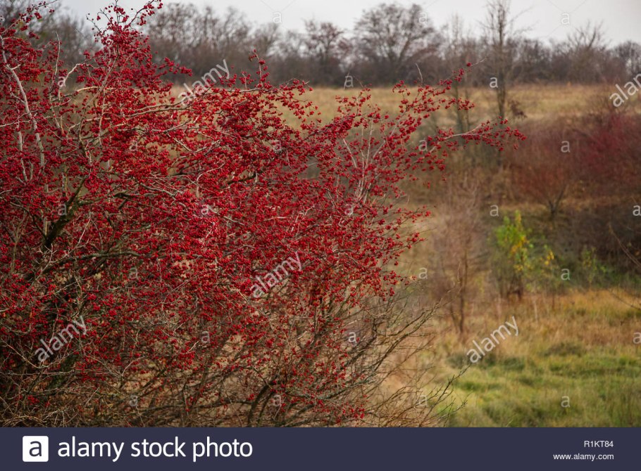 Боярышник кустарник
