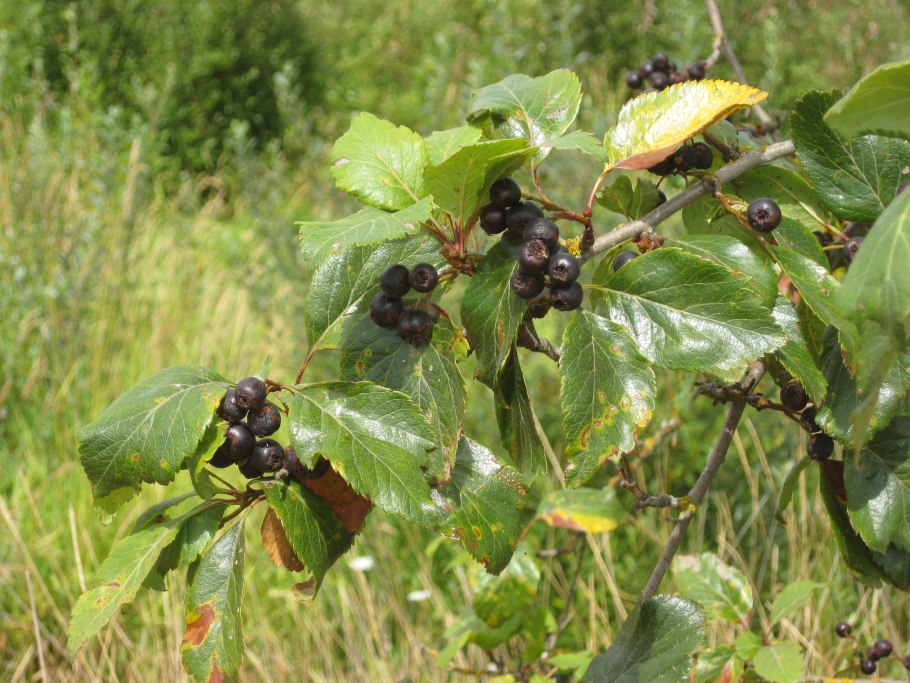 Crataegus nigra