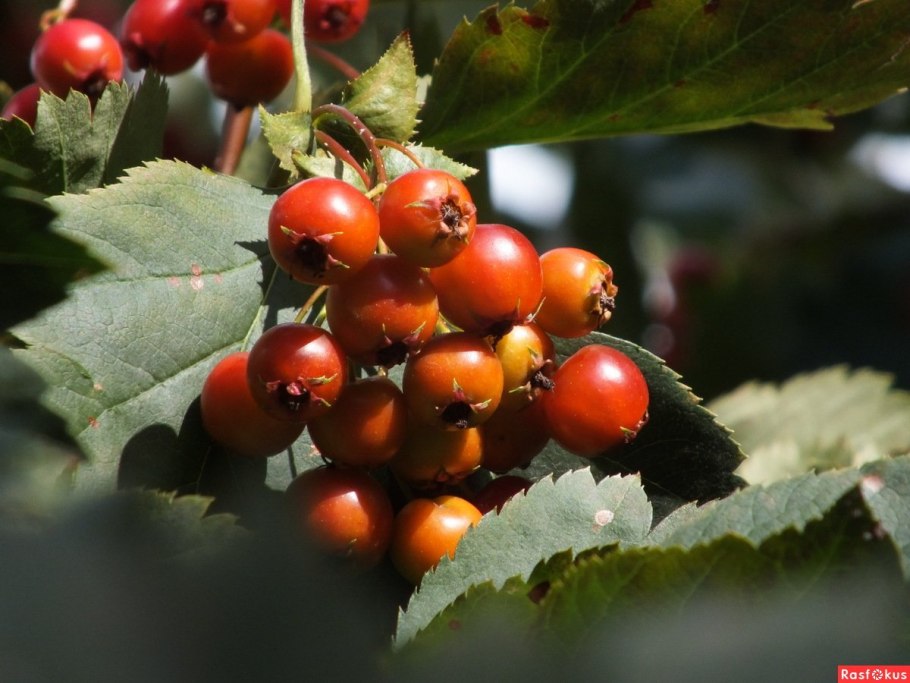 Боярышник максимовича (crataegus maximowiczii)