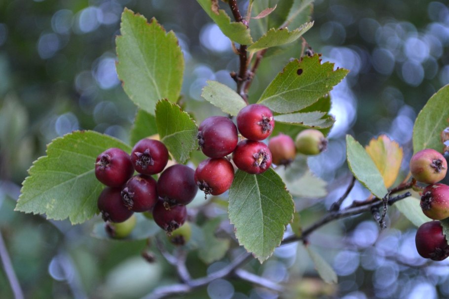 Боярышник crataegus persimilis