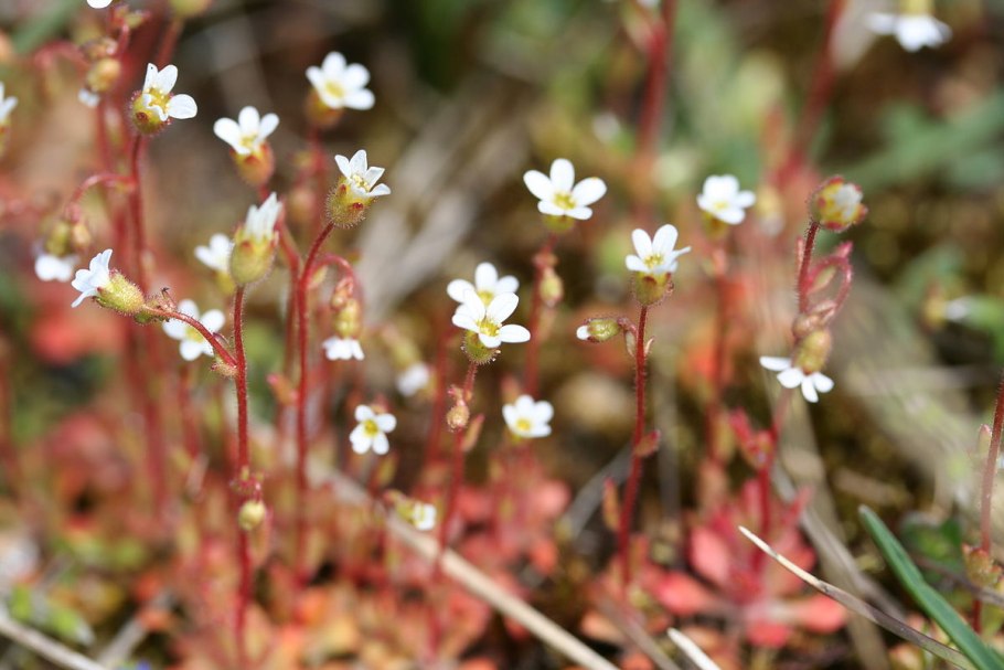 Камнеломка побег-усы