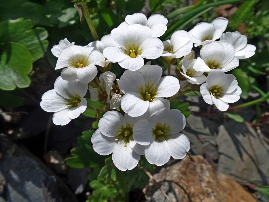 Камнеломка Сибирская Saxifraga