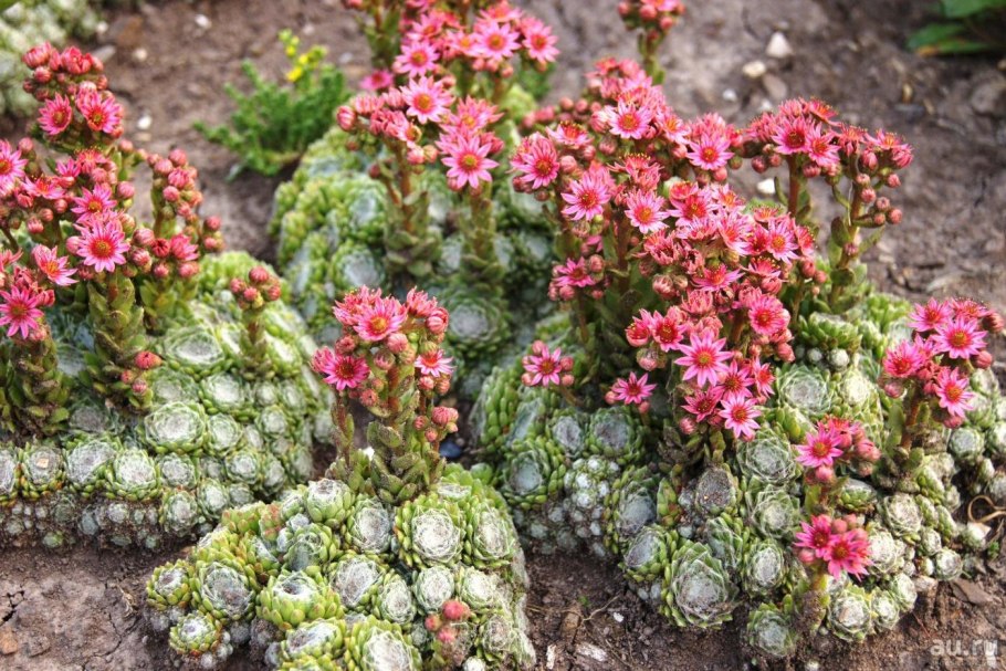 Молодило sempervivum cassiopea