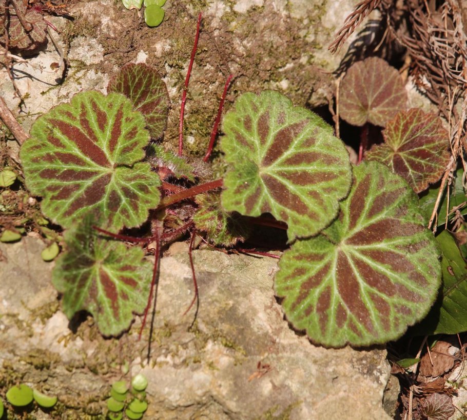 Saxifraga stolonifera