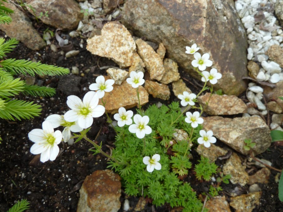 Камнеломка Снежная