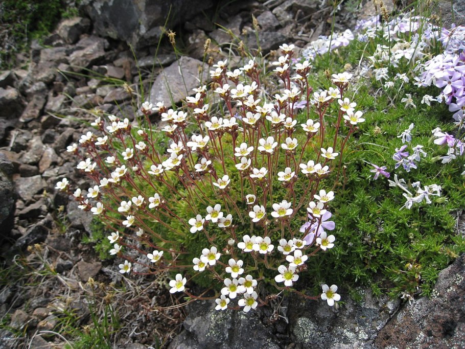 Камнеломка (saxifraga)