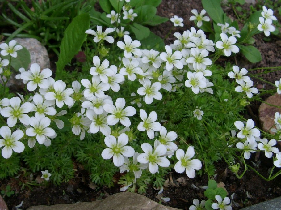 Камнеломка клинолистная