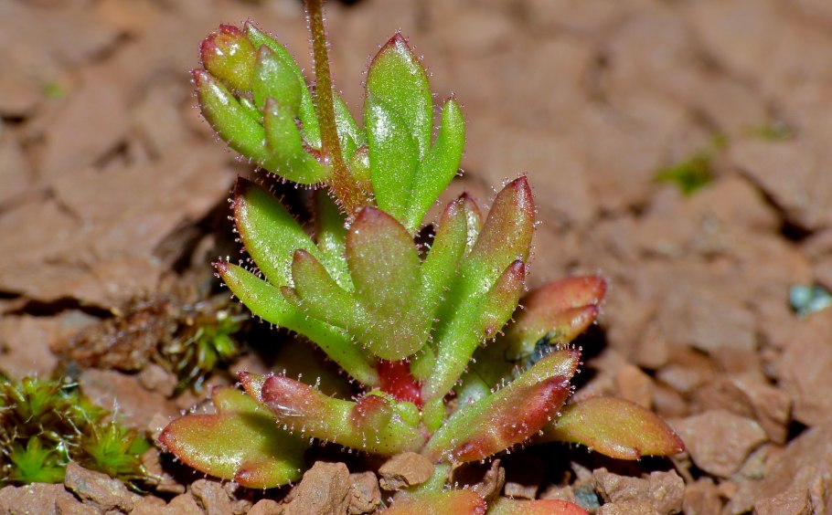 Saxifraga hostii зимостойкость