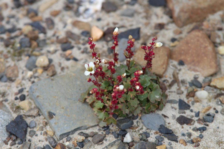 Камнеломка поникающая