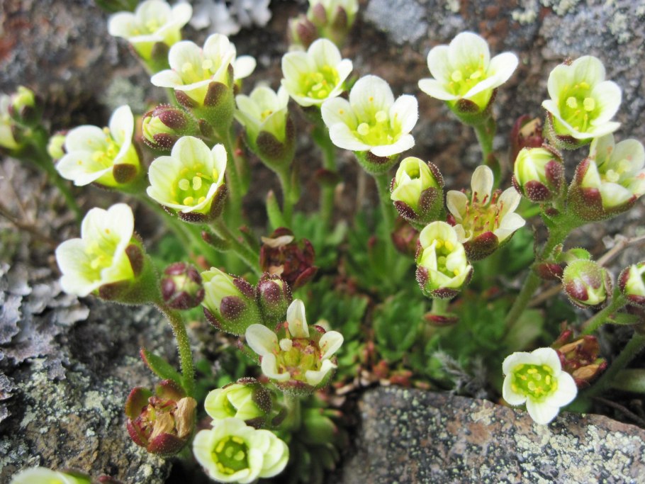 Камнеломка дернистая saxifraga cespitosa