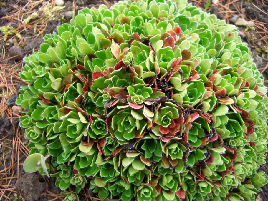 Камнеломка метельчатая saxifraga