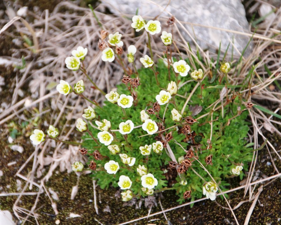 Saxifraga cespitosa