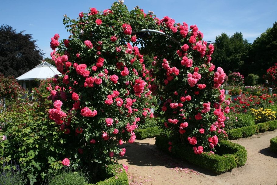 Роза Розариум Ютерсен (Rosarium Uetersen)