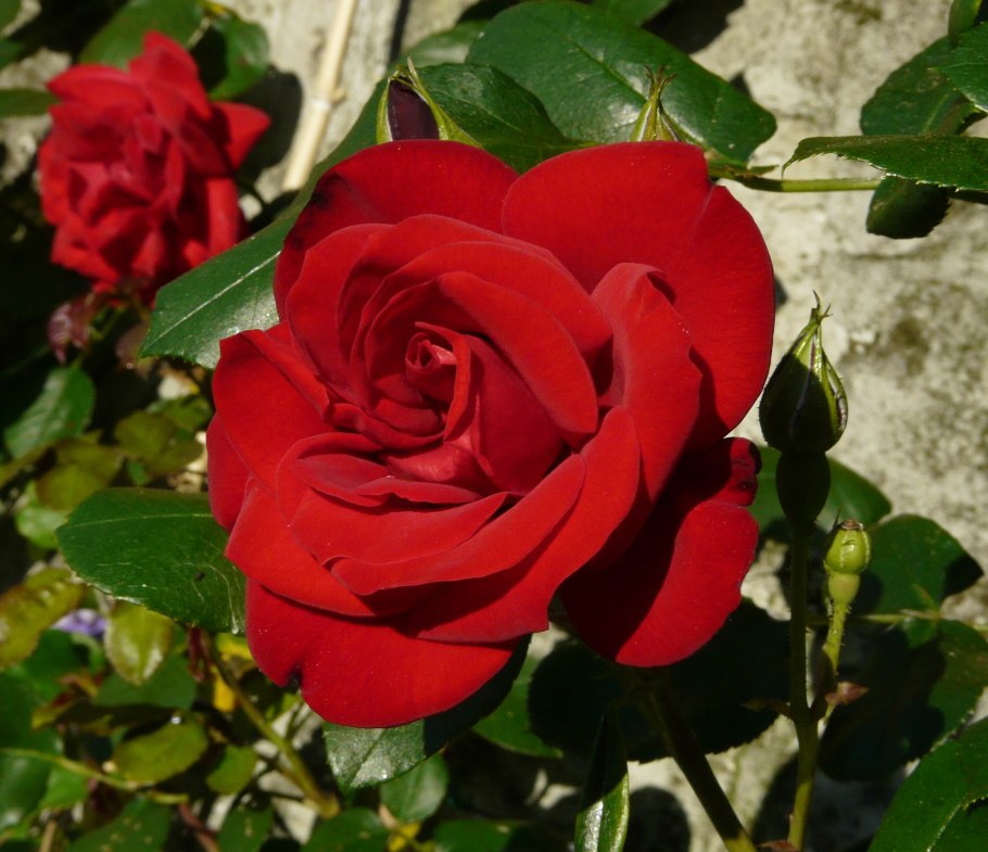 Роза Эна Харкнесс чайно-гибридная