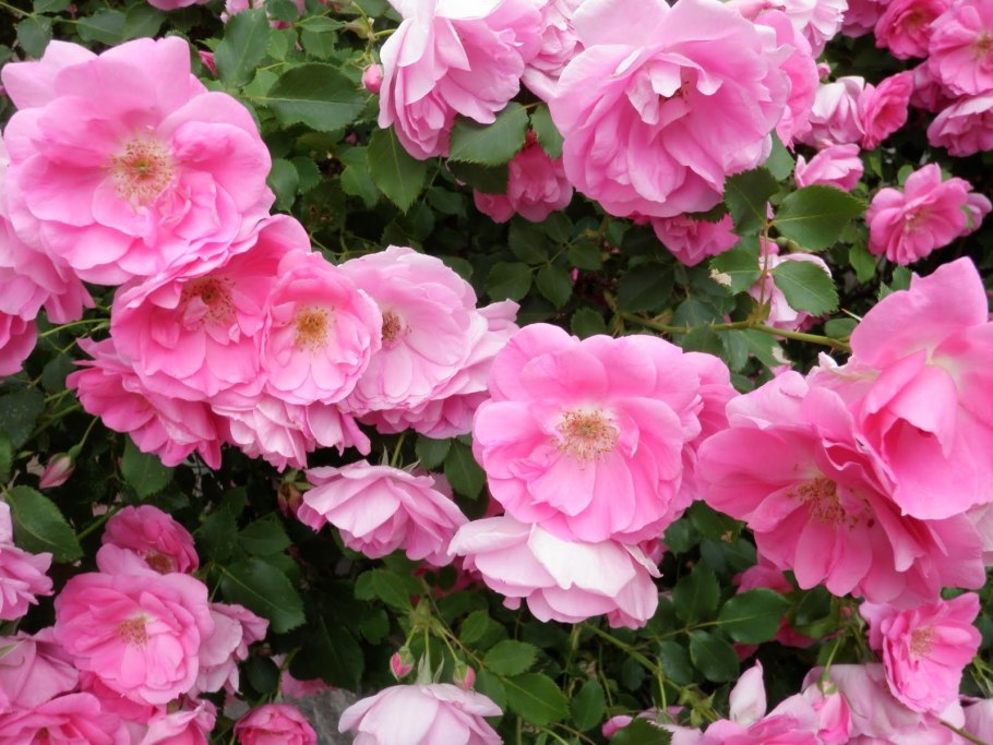 Роза канадская Парковая Фронтенак