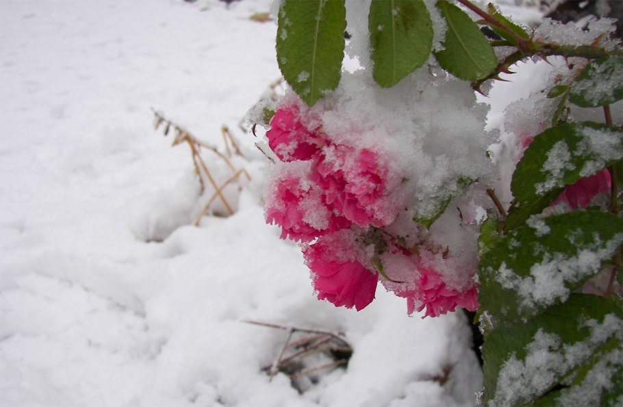 Морозоустойчивость роз