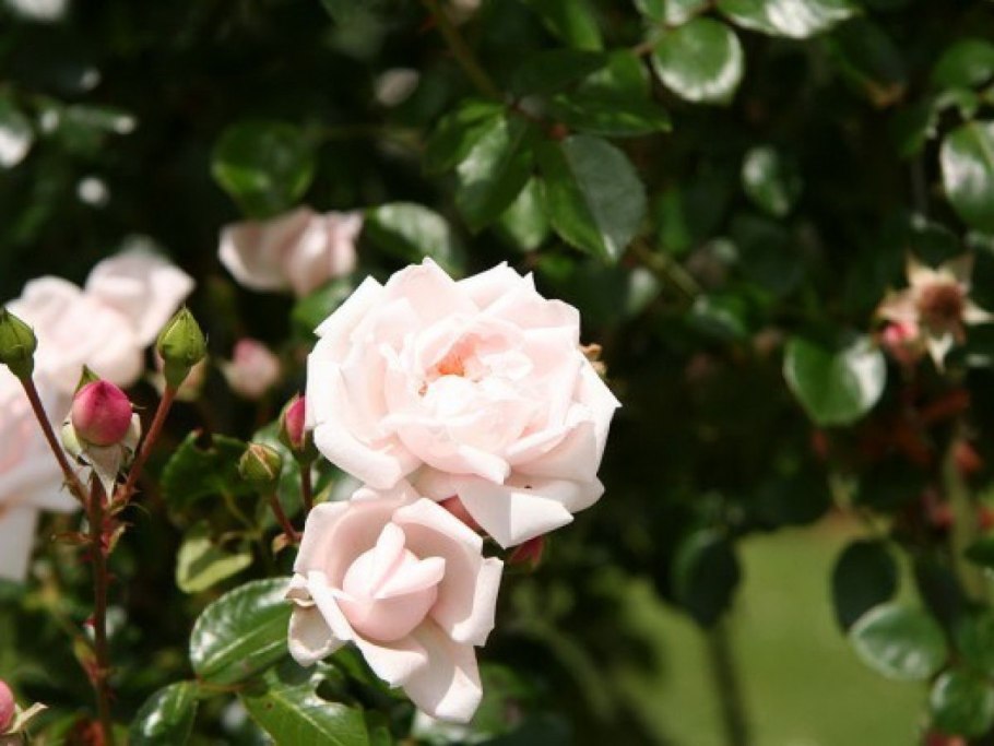 New Dawn роза плетистая