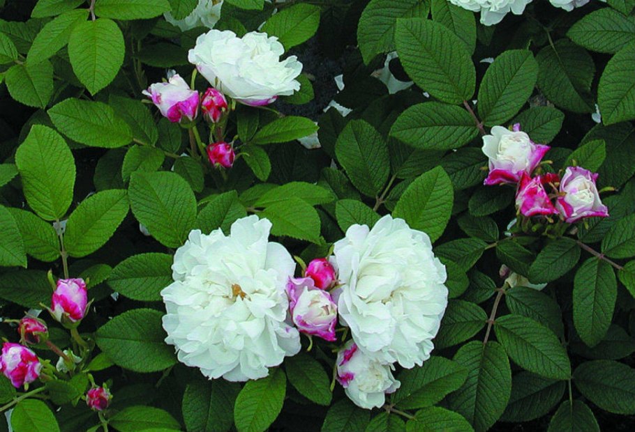 Роза канадка Луиза Багнет