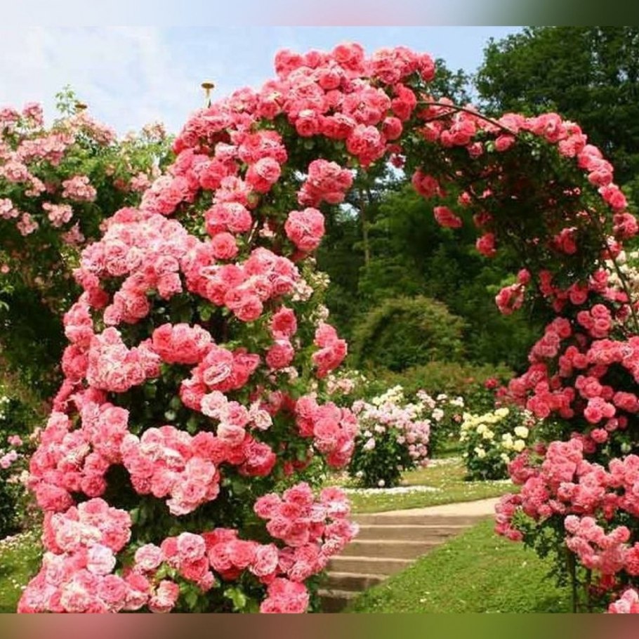 Розариум Ютерсен