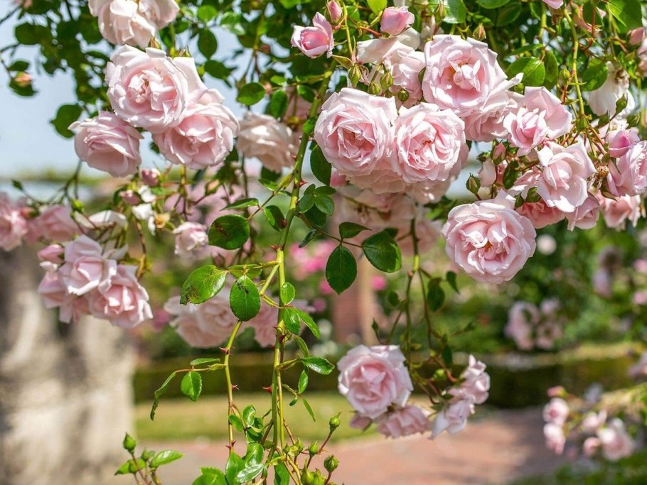 Плетистые розы Нью Доун