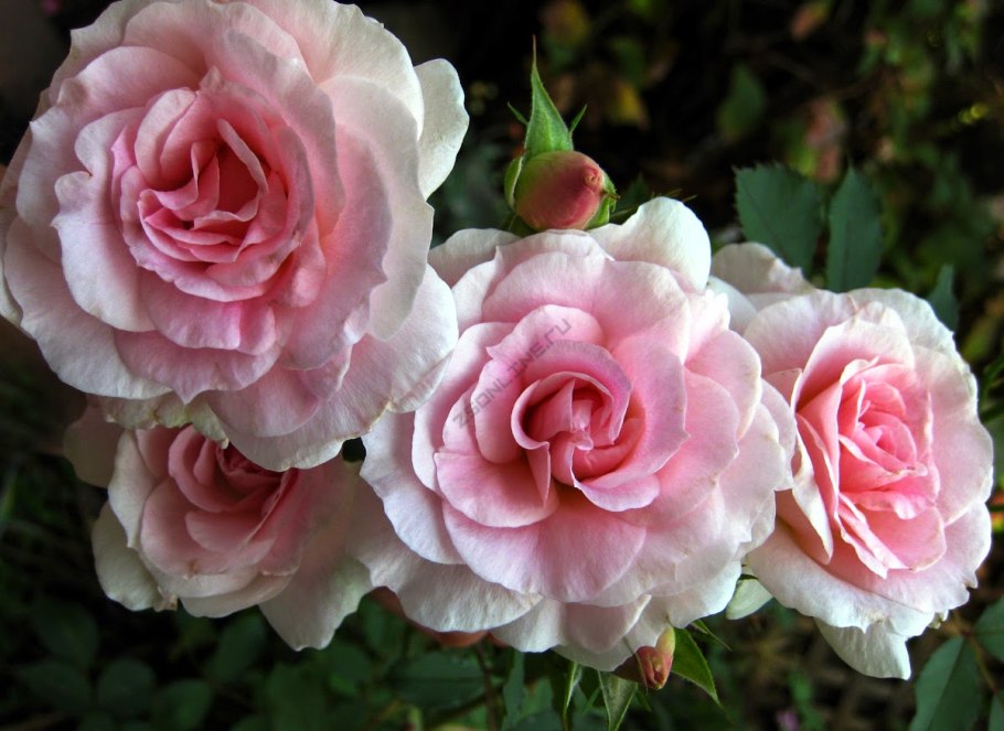 Роза канадская Парковая Модэн Блаш