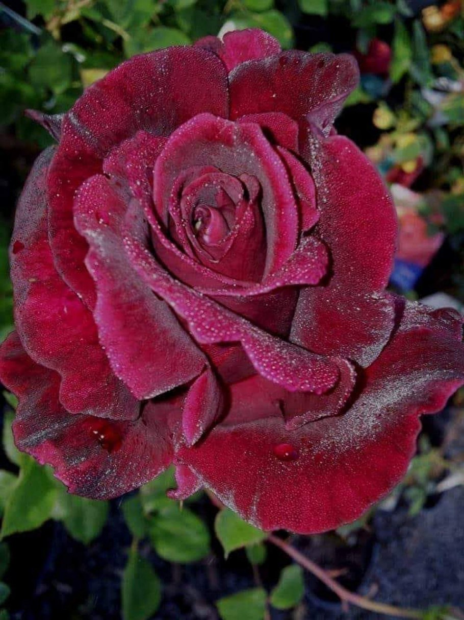 Роза плетистая Гуинея