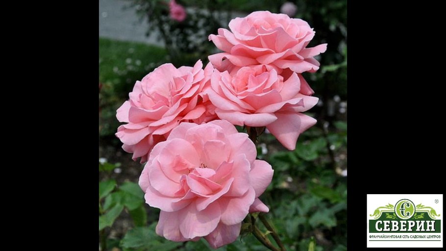 Роза Квин Элизабет клаймбер