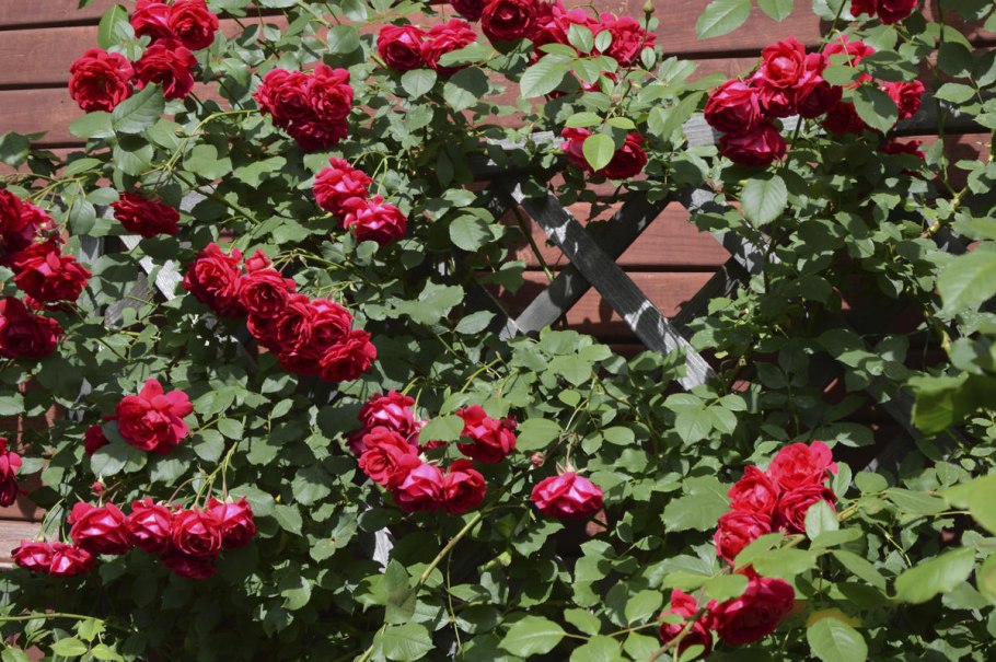 Роза клаймбер плетистая