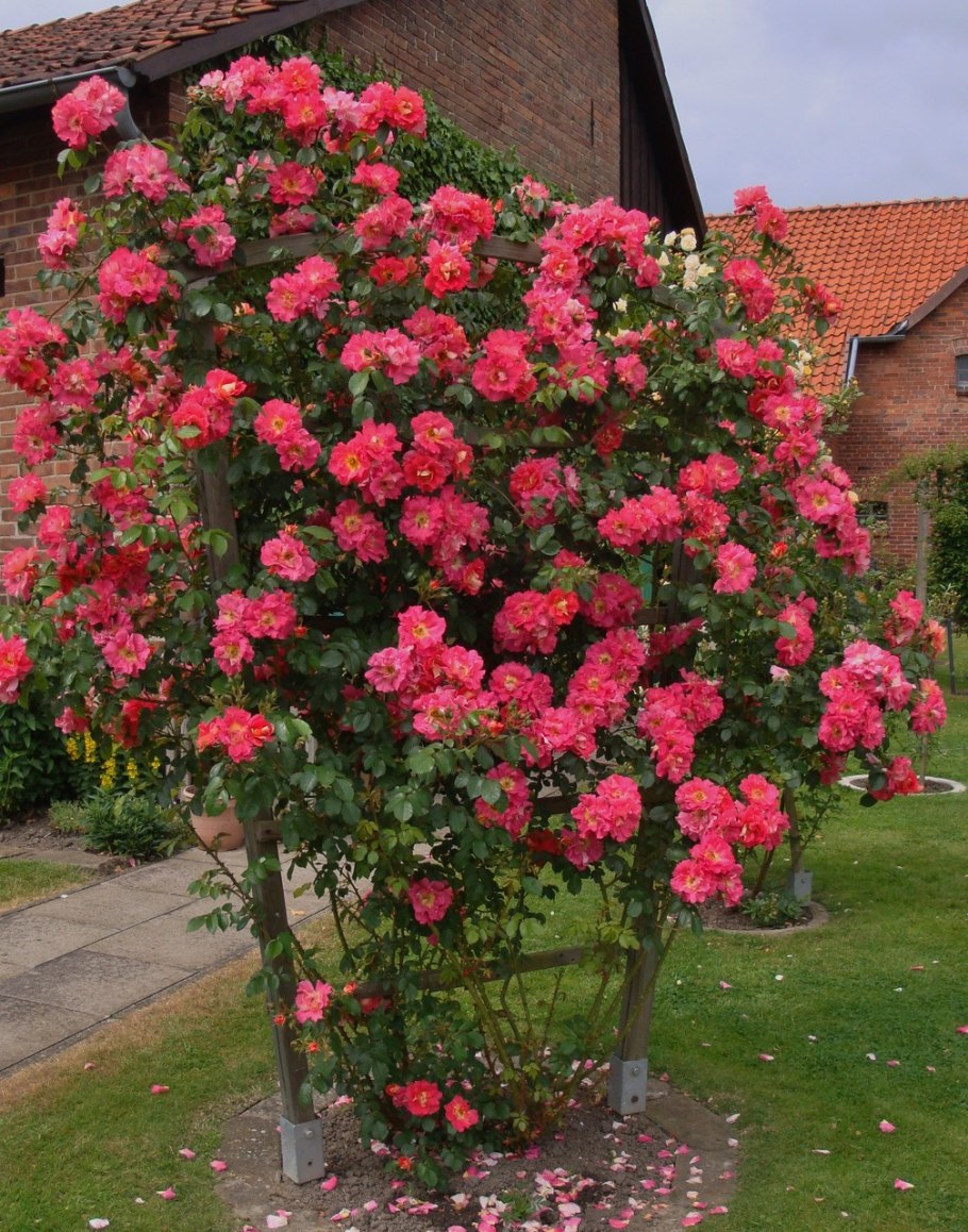 Роза плетистая &#96;Bajazzo&#96;