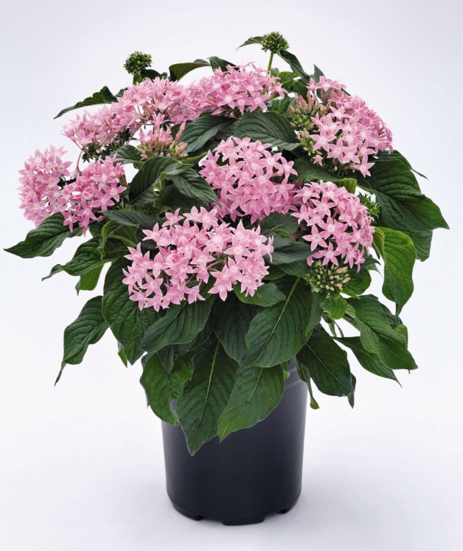 Пентас Старла микс