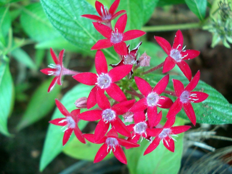 Пентас граффити ред