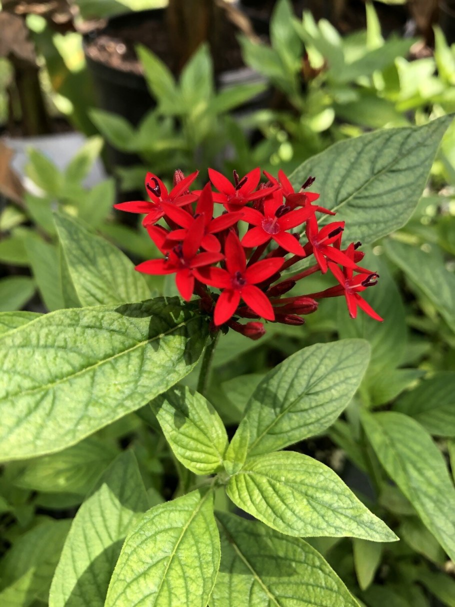 Пентас ланцетовидный