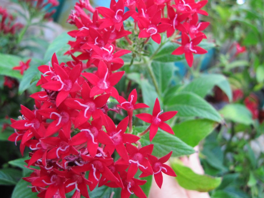 Пентас ланцетовидный (Pentas lanceolata)