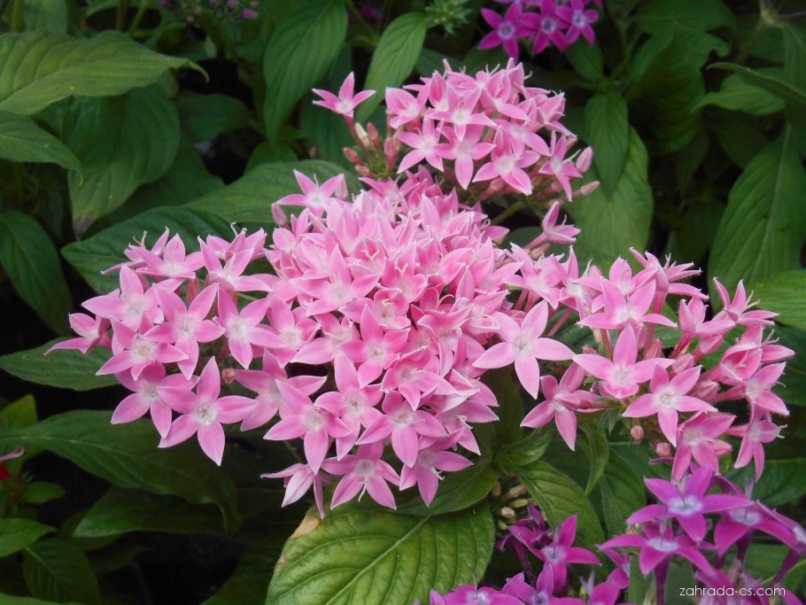 Пентас ланцетовидный микс