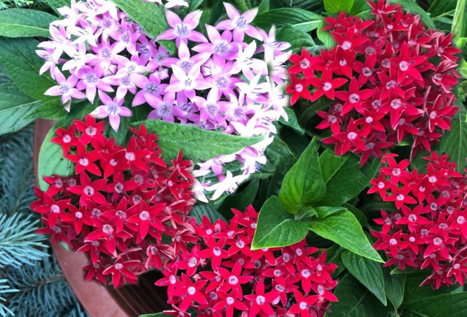 Пентас лаки стар