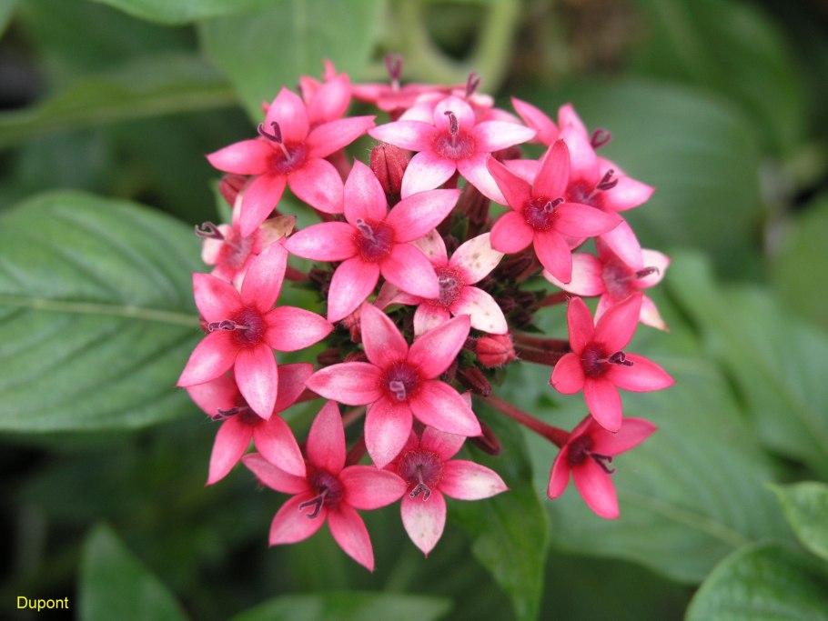 Пентас ланцетовидный (Pentas lanceolata)