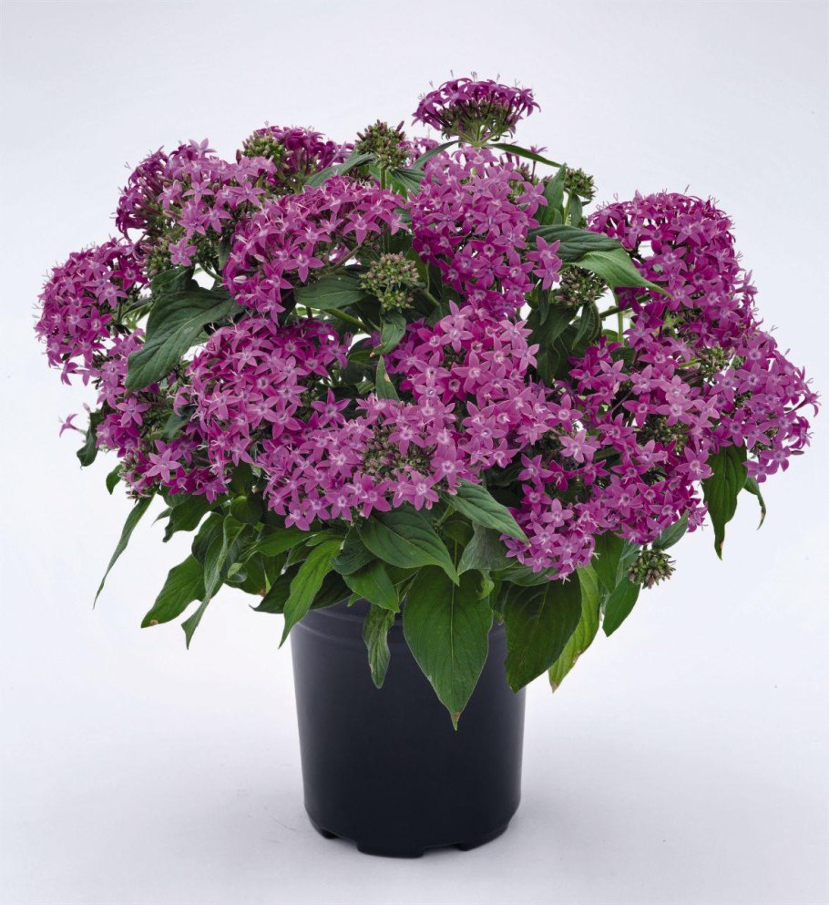 Пентас Старла микс