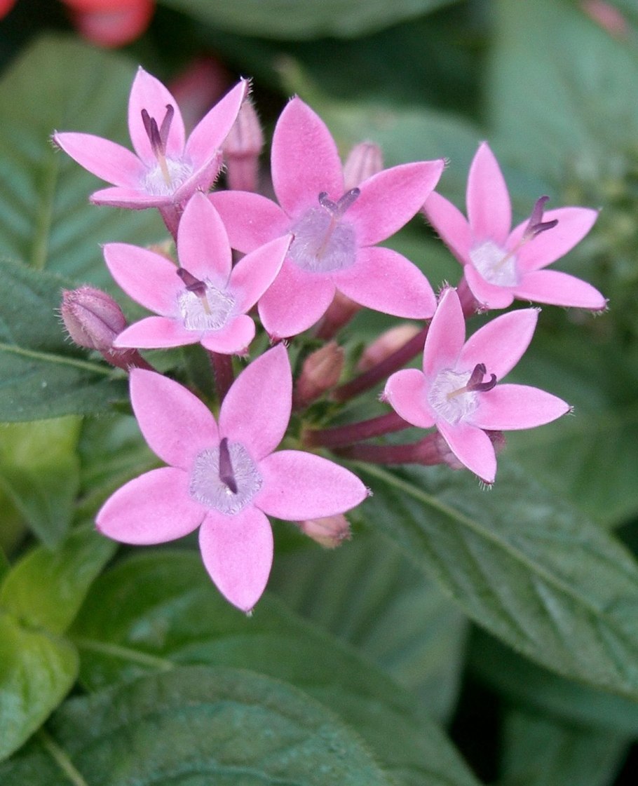 Pentas lanceolata